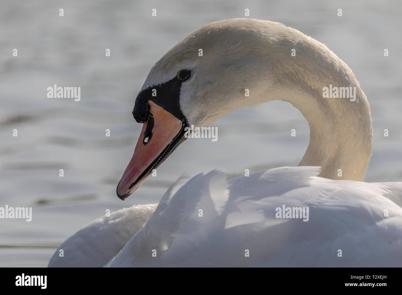 Mute Swan (Cygnus olor), Royaume-Uni, - détail de la tête et du cou de cygne avec copie espace unique Banque D'Images
