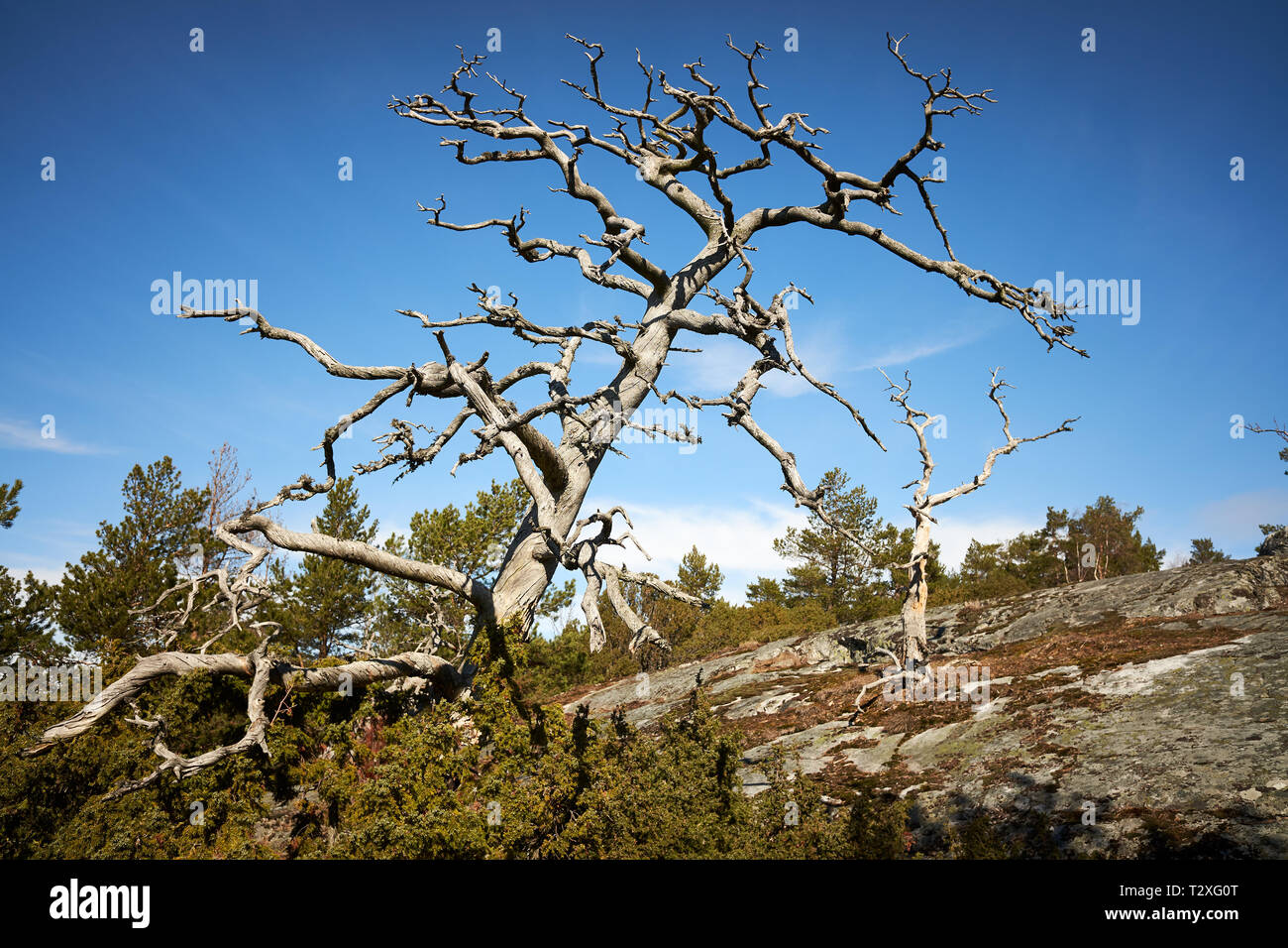 Vieux bois mort dans l'archipel finlandais. Ciel bleu sur l'arrière-plan. Les détails de la nature sur une journée de printemps ensoleillée dans Kasnäs, Kemiö, Finlande. Banque D'Images