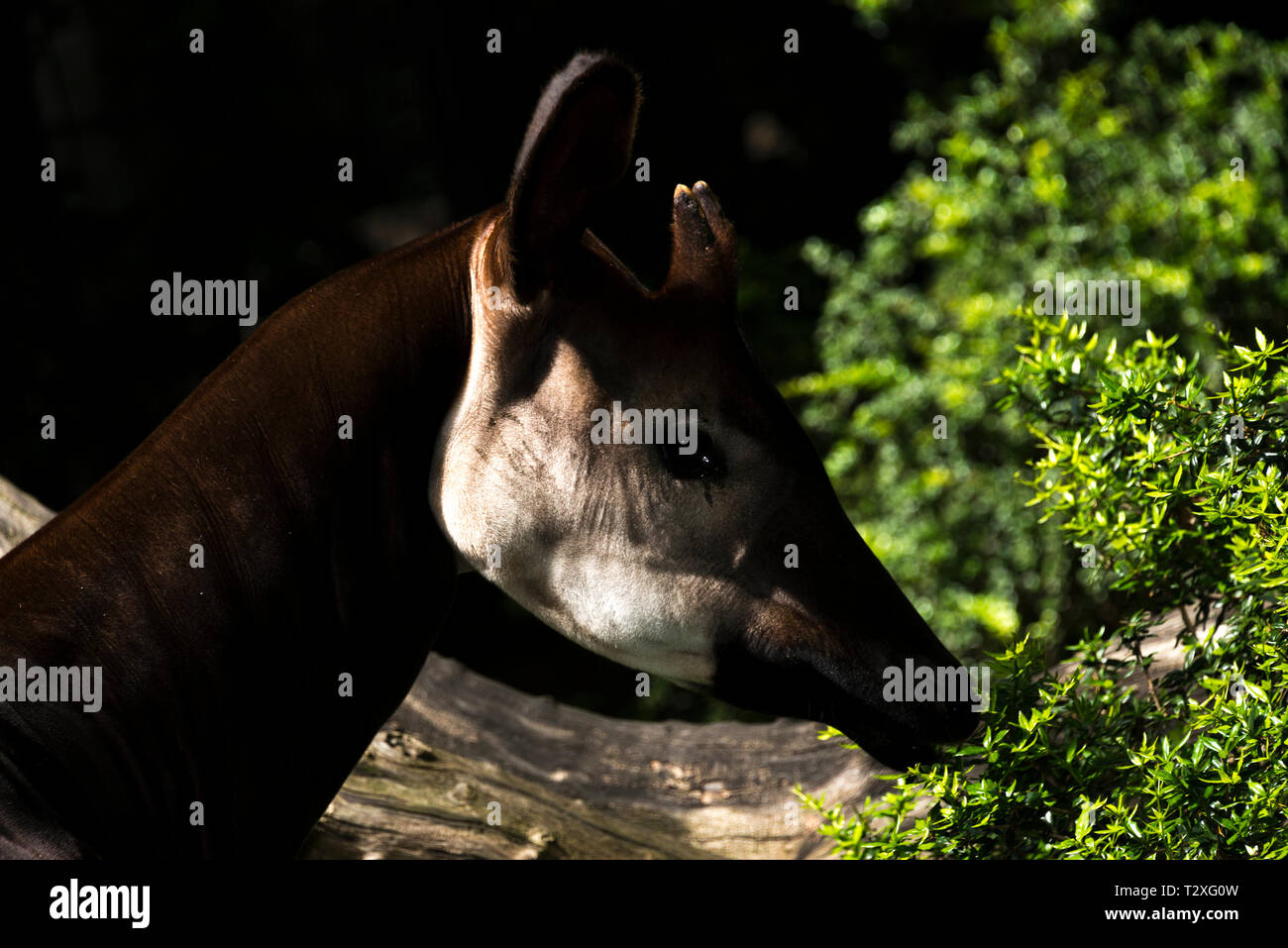 L'Okapi (Okapia johnstoni) Banque D'Images