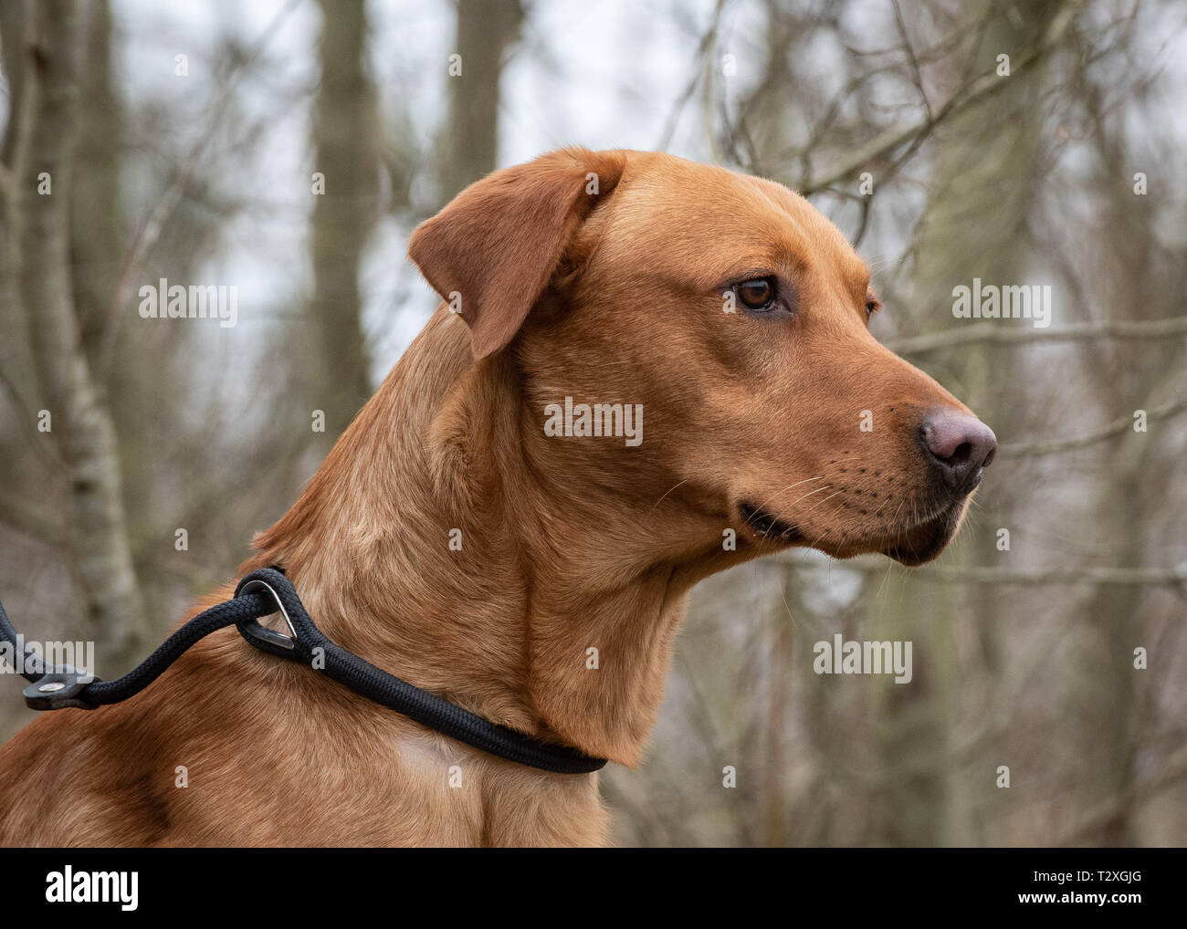 Gundogs de travail Banque D'Images