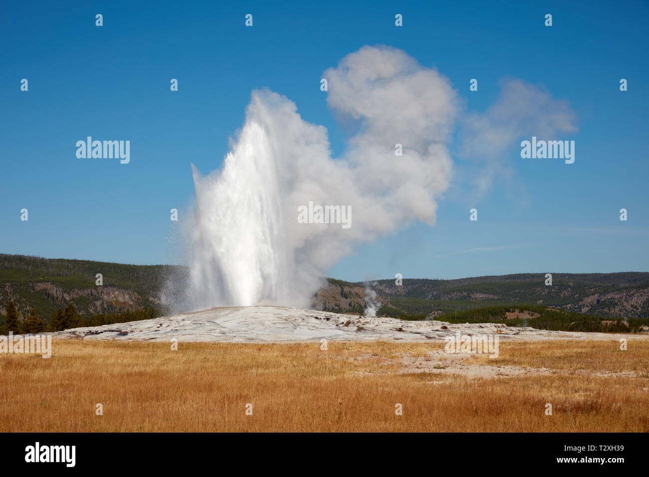 Éruption de l'Old Faithful Geyser in Yellowstone National Park Banque D'Images