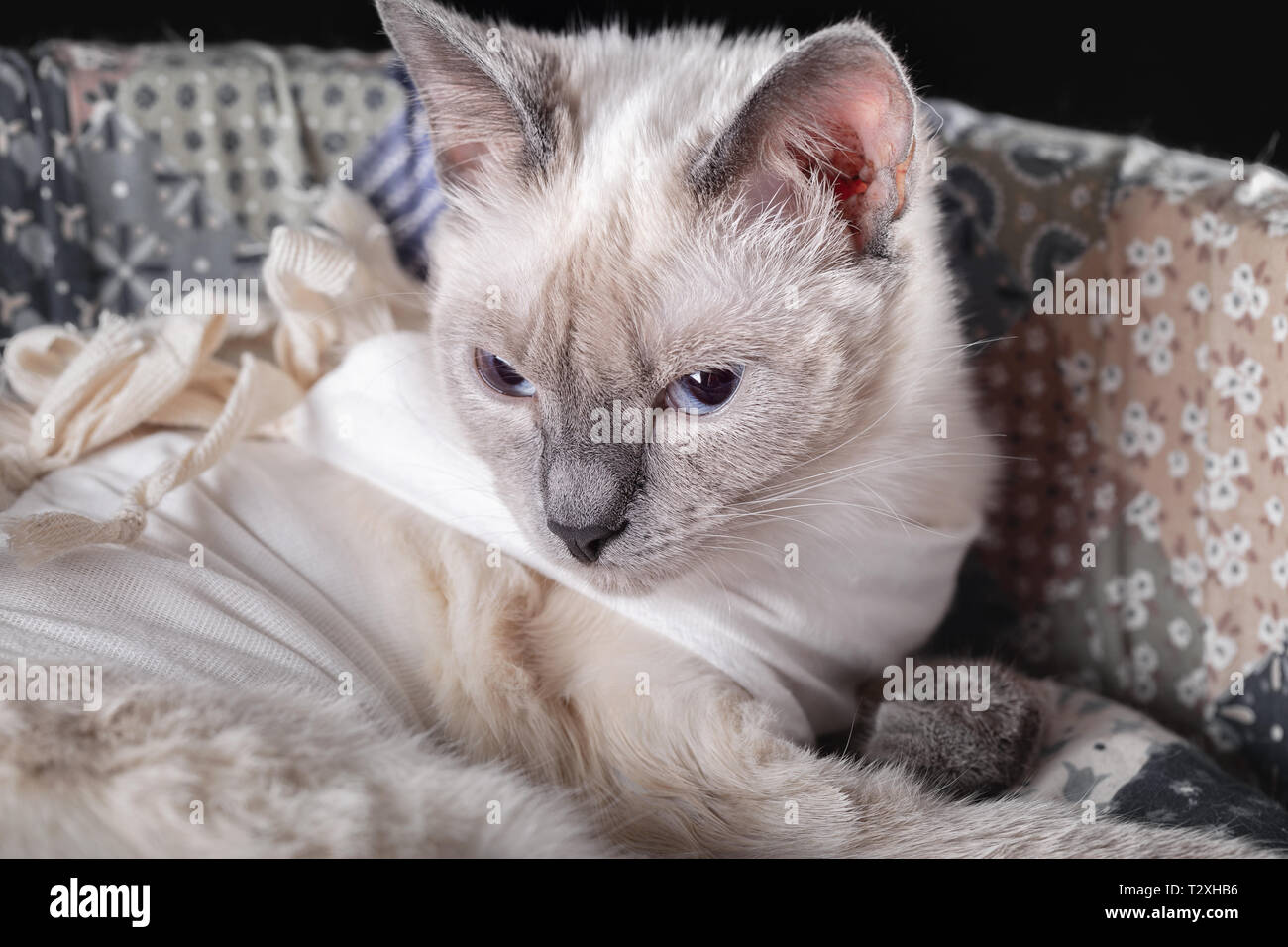 Thai Cat Est En Dormance Apres La Chirurgie Dans Un Pansement Postoperatoire Cat De La Lumiere Sur La Cuisiniere Banc Apres La Sterilisation Dans Un Pansement Sur Le Corps Zone Noire Photo