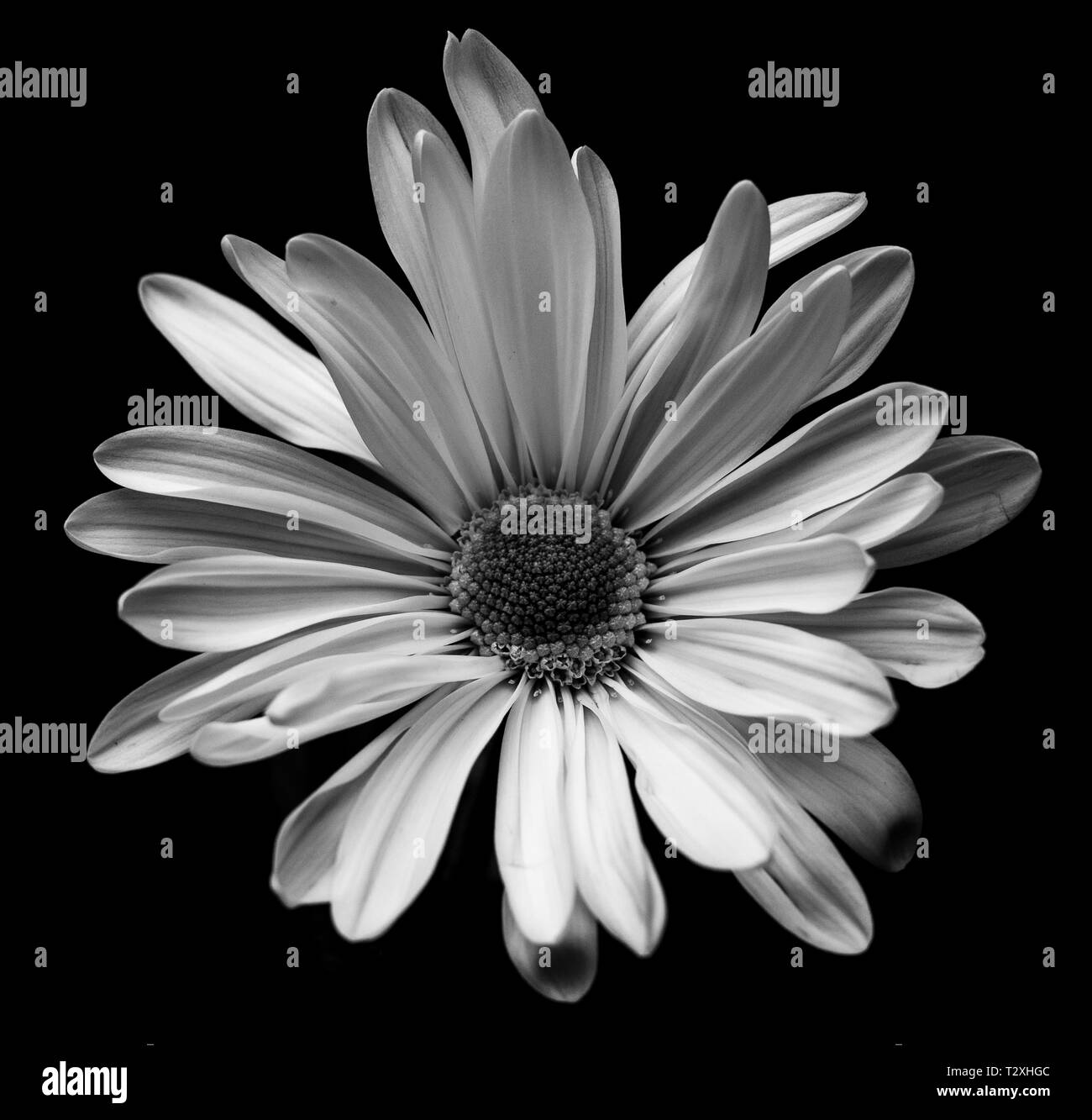 Photographie noir et blanc photographie macro Daisy Banque D'Images