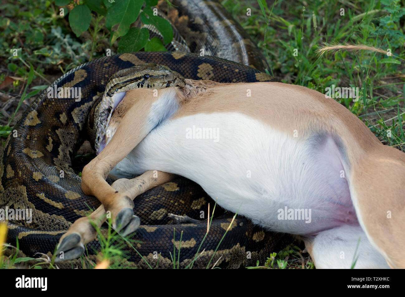 Python avec bouche grande ouverte en essayant de manger Antilope en Afrique du Sud Banque D'Images