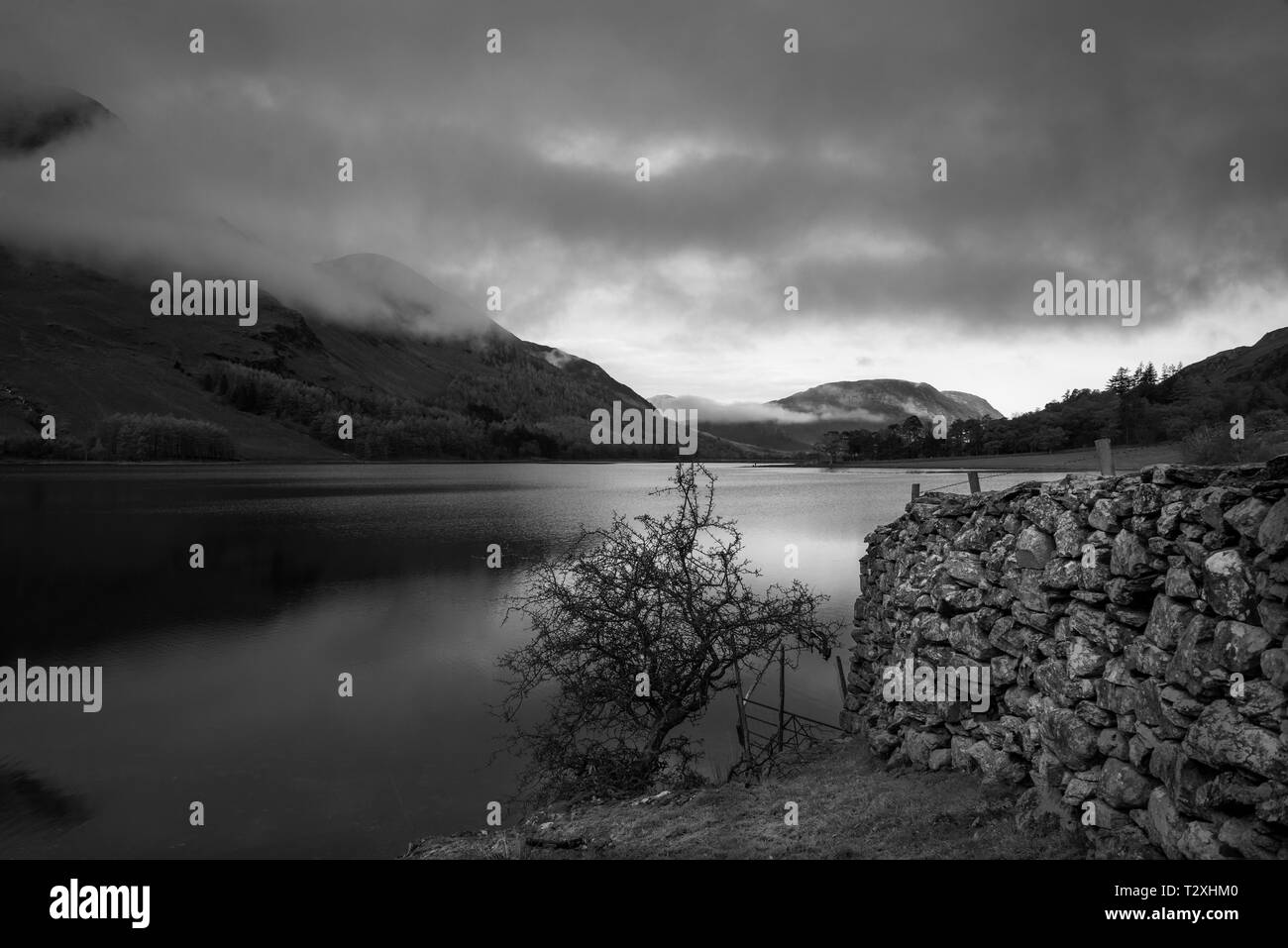 Image en noir et blanc d'un petit arbre et mur de pierre sur le rivage d'Crummock Water dans le Parc National de Lake District, dans le comté de Cumbria, pas Banque D'Images