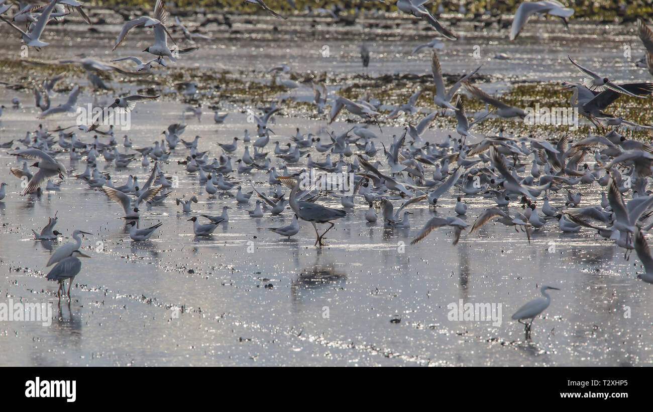 Champ de riz à l'Albufera de Valence plein d'oiseaux (héron cendré dans l'mildle) sur une journée de travail du sol au coucher du soleil, Valencia, Espagne. Banque D'Images