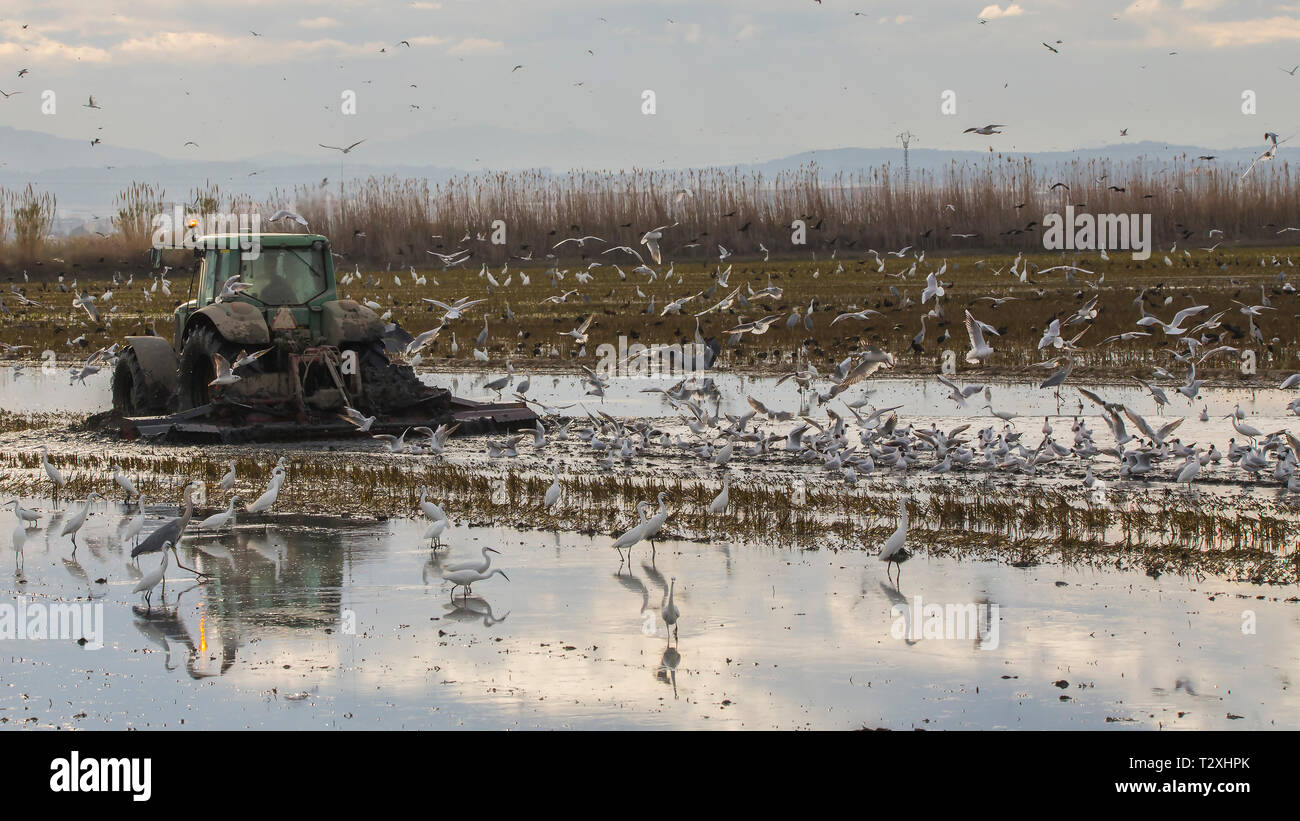 Tracteur labourant un champ de riz à l'Albufera de Valence au coucher du soleil, Valencia, Espagne. Banque D'Images