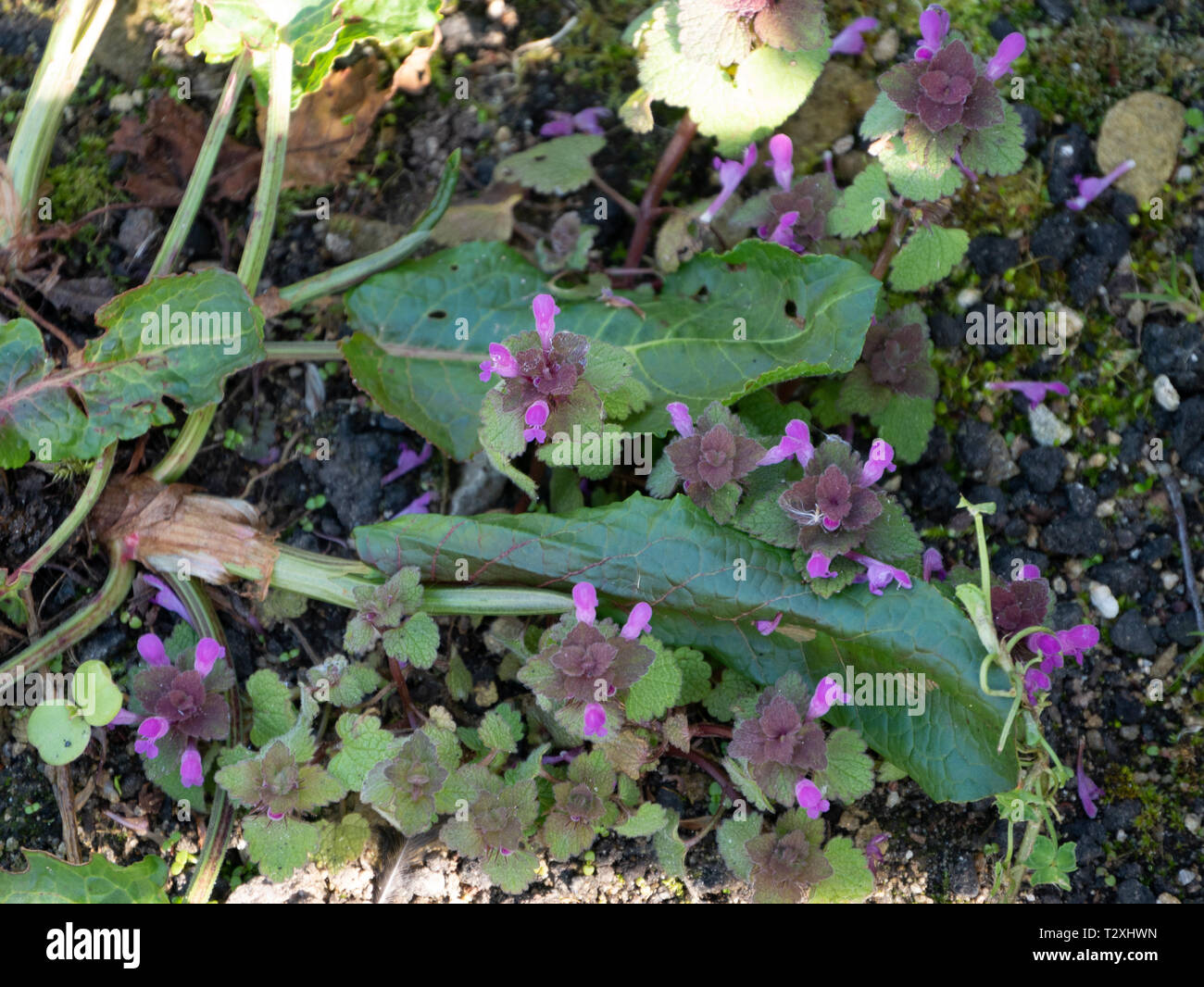 Red dead-nettle (Lamium purpureum), Royaume-Uni Banque D'Images