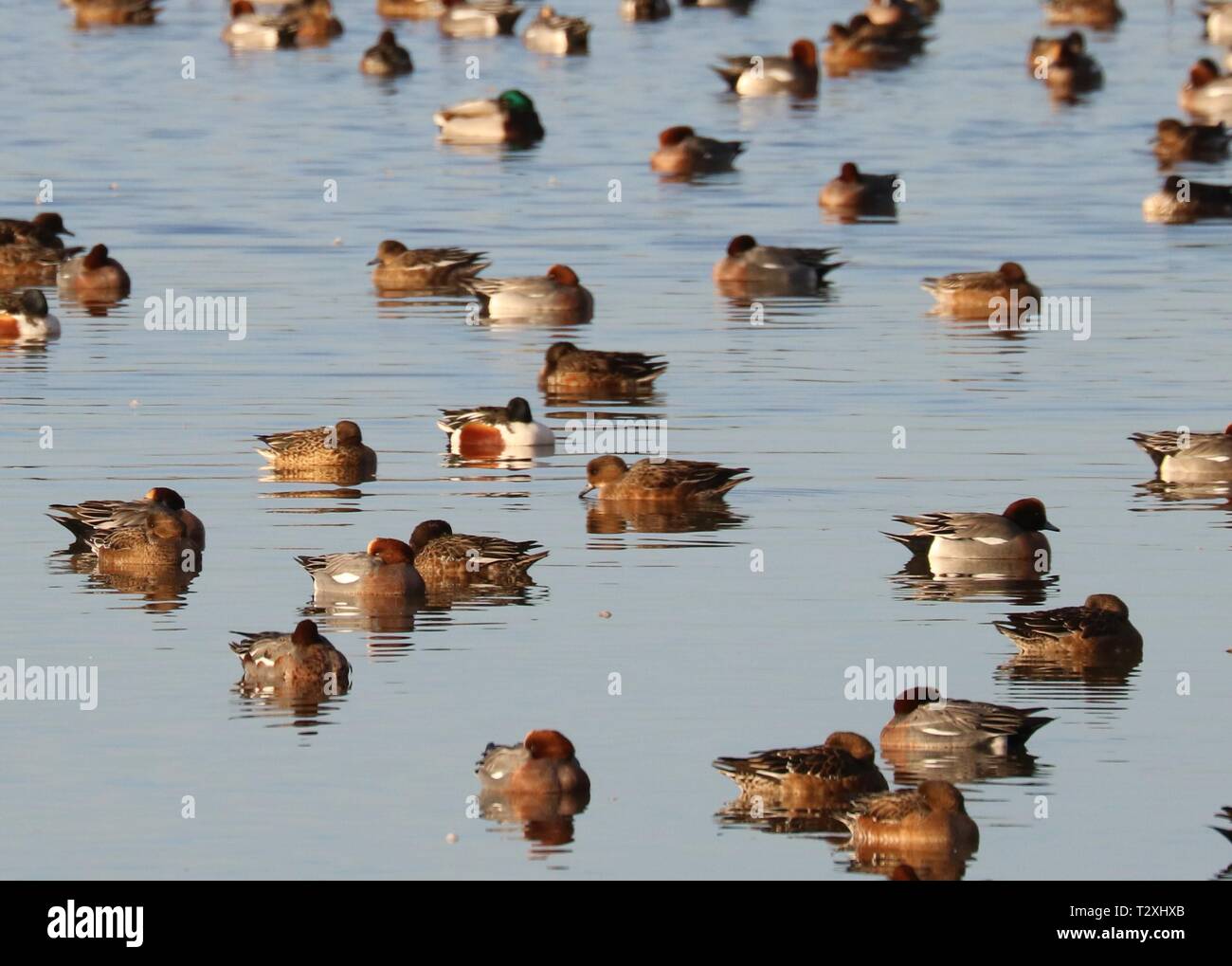 Wildfowl, Fylde, Lancs, 2 janvier 2019 Banque D'Images