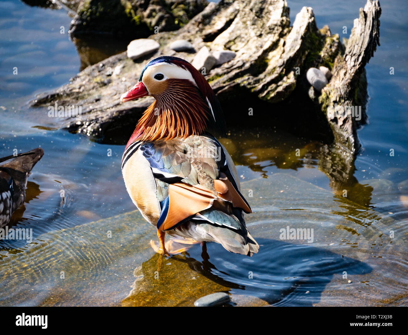 Canard mandarin (Aix galericulata), Royaume-Uni Banque D'Images