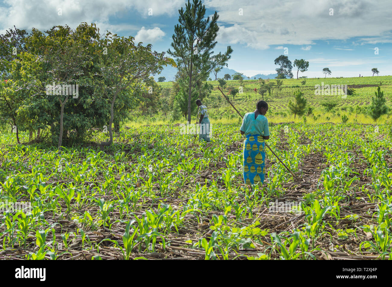Femmes malawites ajouter d'engrais pour un champ de maïs à l'aide de bâtons traditionnels Banque D'Images