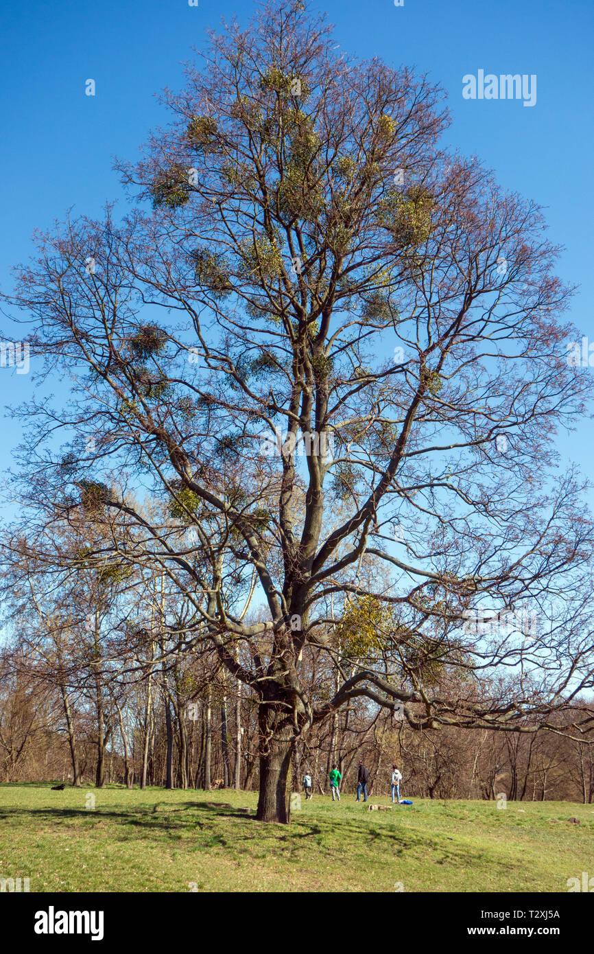Le gui poussant sur un arbre dans un parc / forestiers Banque D'Images