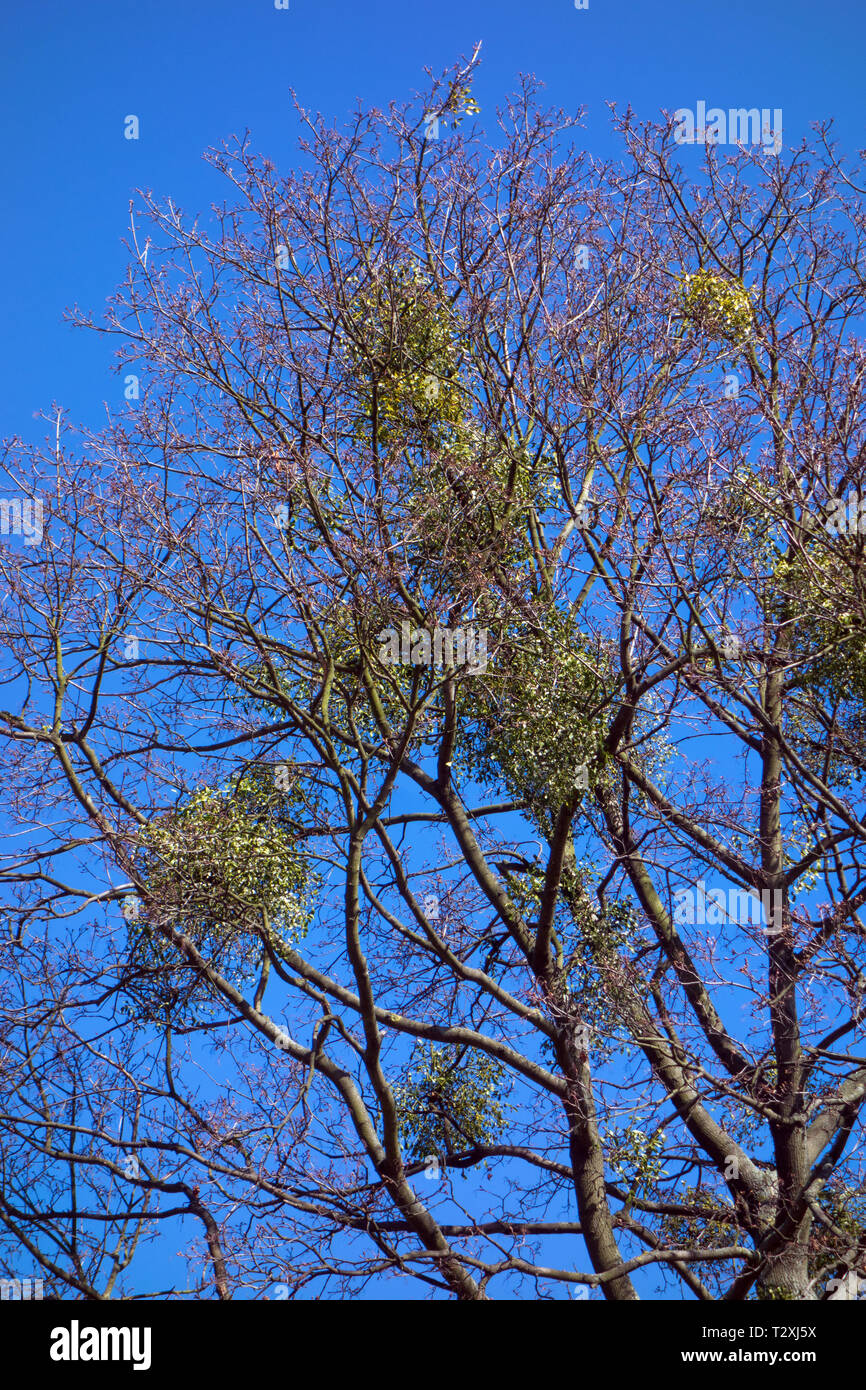 Le gui poussant sur un arbre dans un parc / forestiers Banque D'Images