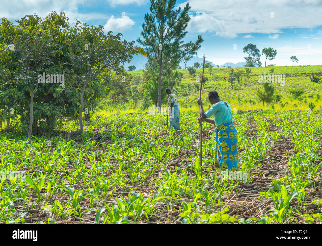 Femmes malawites ajouter d'engrais pour un champ de maïs en utilisant des méthodes traditionnelles Banque D'Images