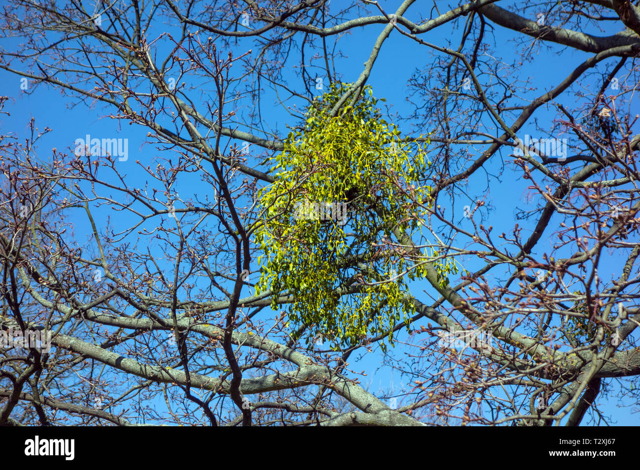 Le gui poussant sur un arbre dans un parc / forestiers Banque D'Images