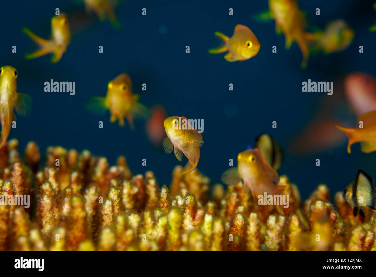 De l'école golden damselfish, Ambllyphidodon aureus, nagent au-dessus de coraux Pocillopora Chou-fleur qui est aussi appelé la dentelle, Cluster, ou d'un pinceau Coral Banque D'Images