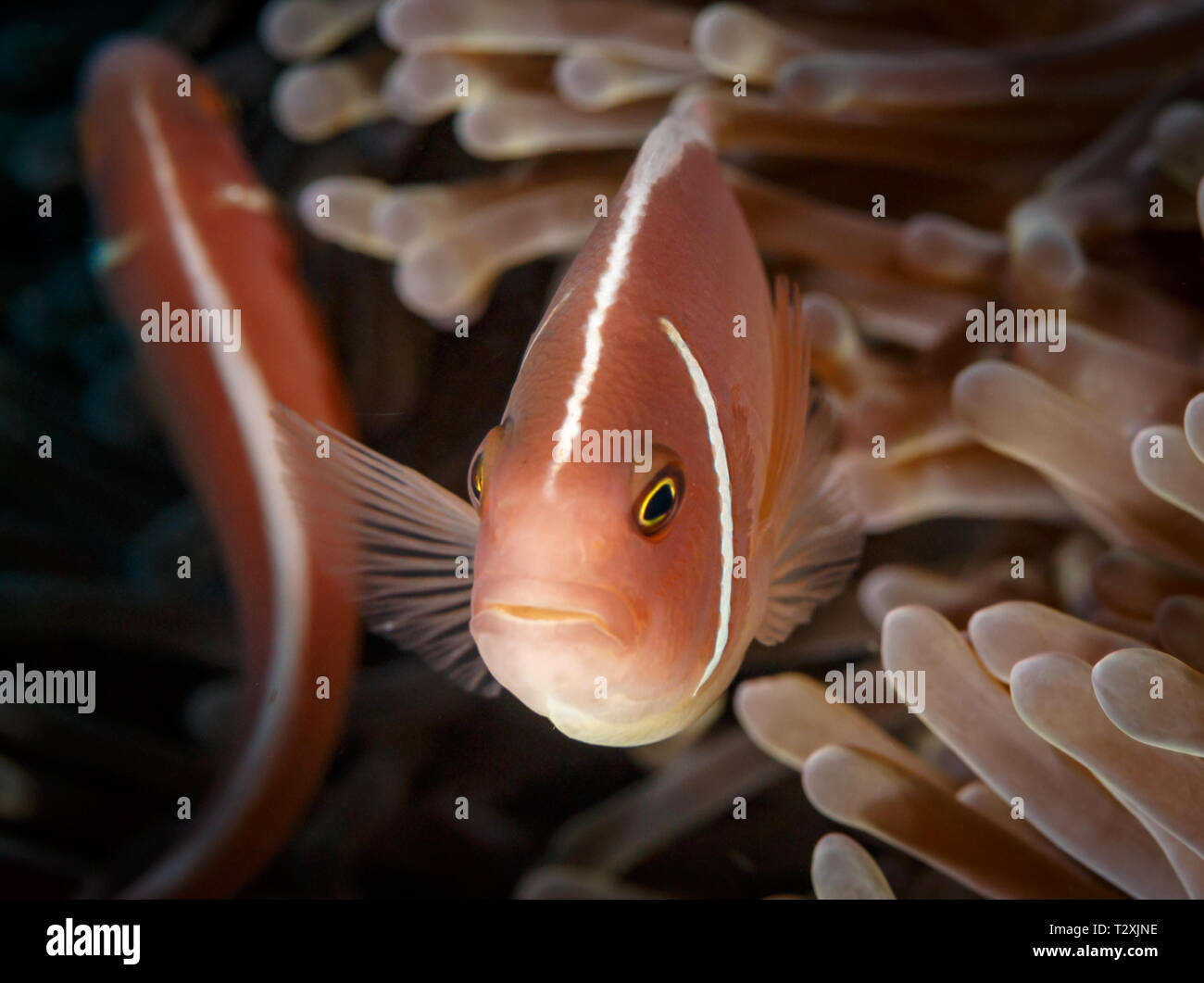 Skunk Orange, poisson clown Amphiprion perideraion, avec une bande blanche se cache dans les polypes anémone de mer verdâtre Banque D'Images