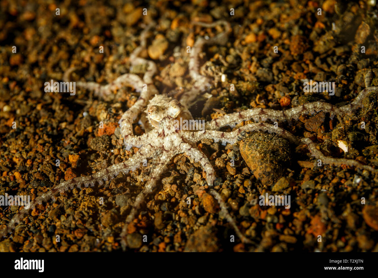 Gros plan du marron et blanc, imiter le poulpe, wunderpus photogenicus, fleuri, les jambes écartées sur l'océan Banque D'Images