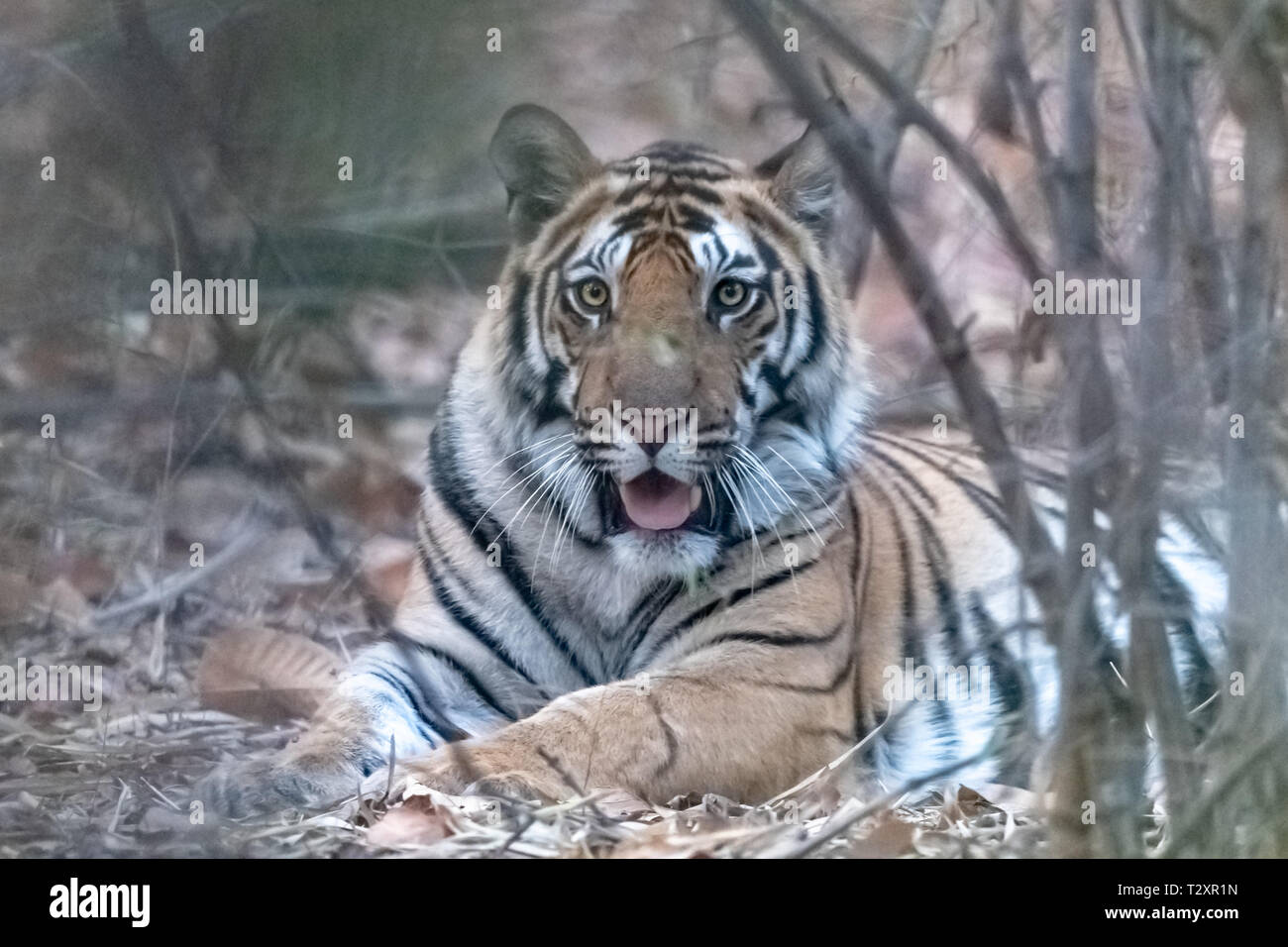Tigre du Bengale (Panthera tigris tigris) dans l'Inde Bandhavgarh National Park Banque D'Images