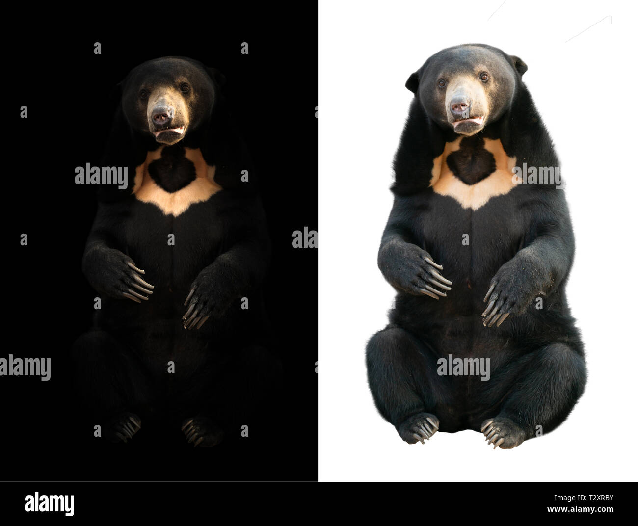 Malayan sunbear assis dans le noir et blanc Banque D'Images