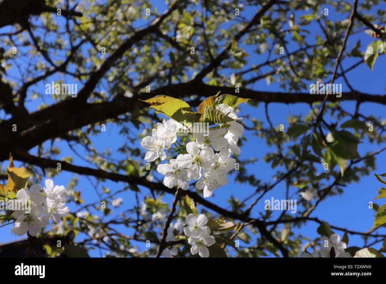 Arbre en fleurs mirabelle Banque D'Images