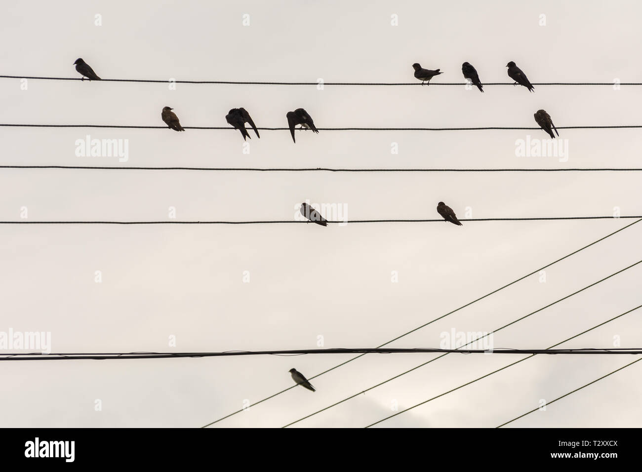 2019, janvier. Florianopolis, Brésil.Groupe de petits oiseaux sur des fils électriques tout comme une partition de musique, à Joaquina Plage. Banque D'Images