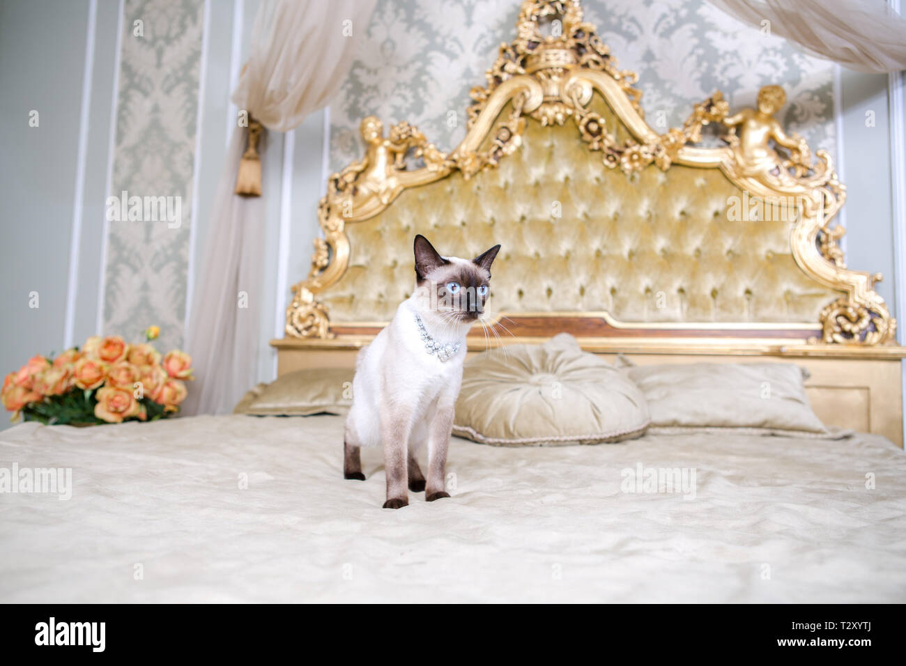 Le thème du luxe et de la richesse. Jeune chat sans queue bobtail race est Mecogon sur le grand lit près de la Renaissance Baroque en F Banque D'Images