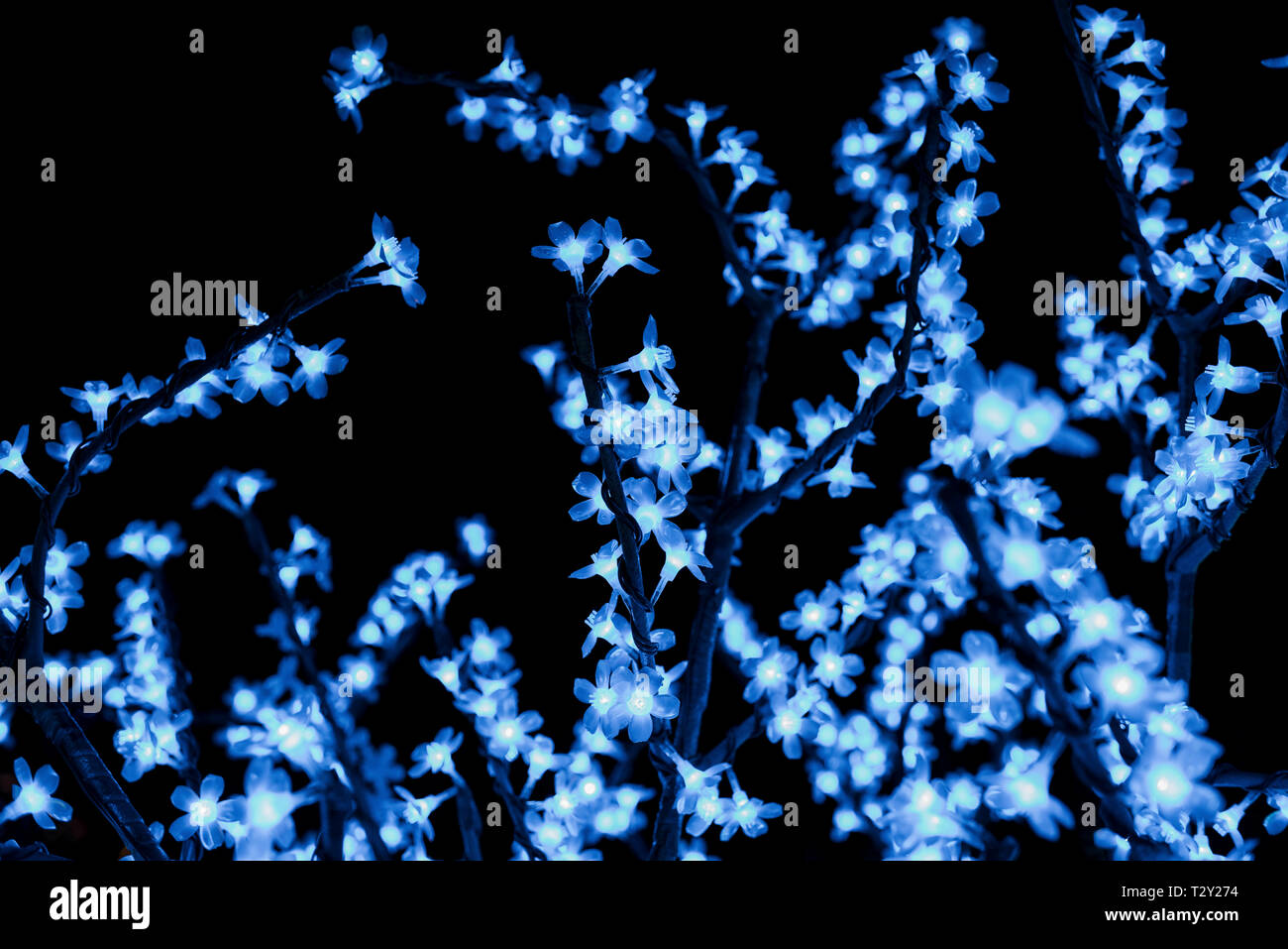 Arbres éclairée la lumière Banque D'Images