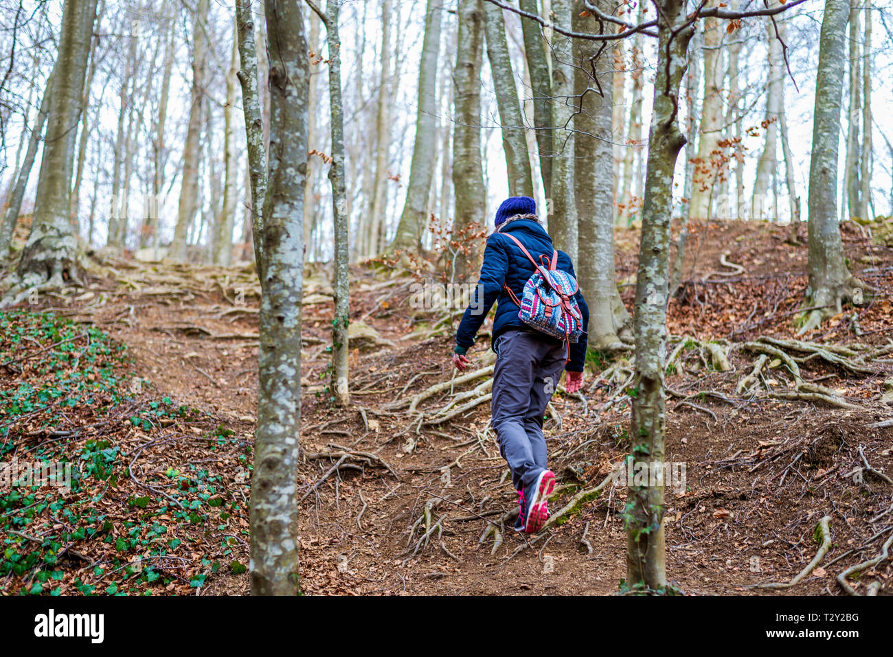 Vue arrière de femme marche dans la forêt Banque D'Images