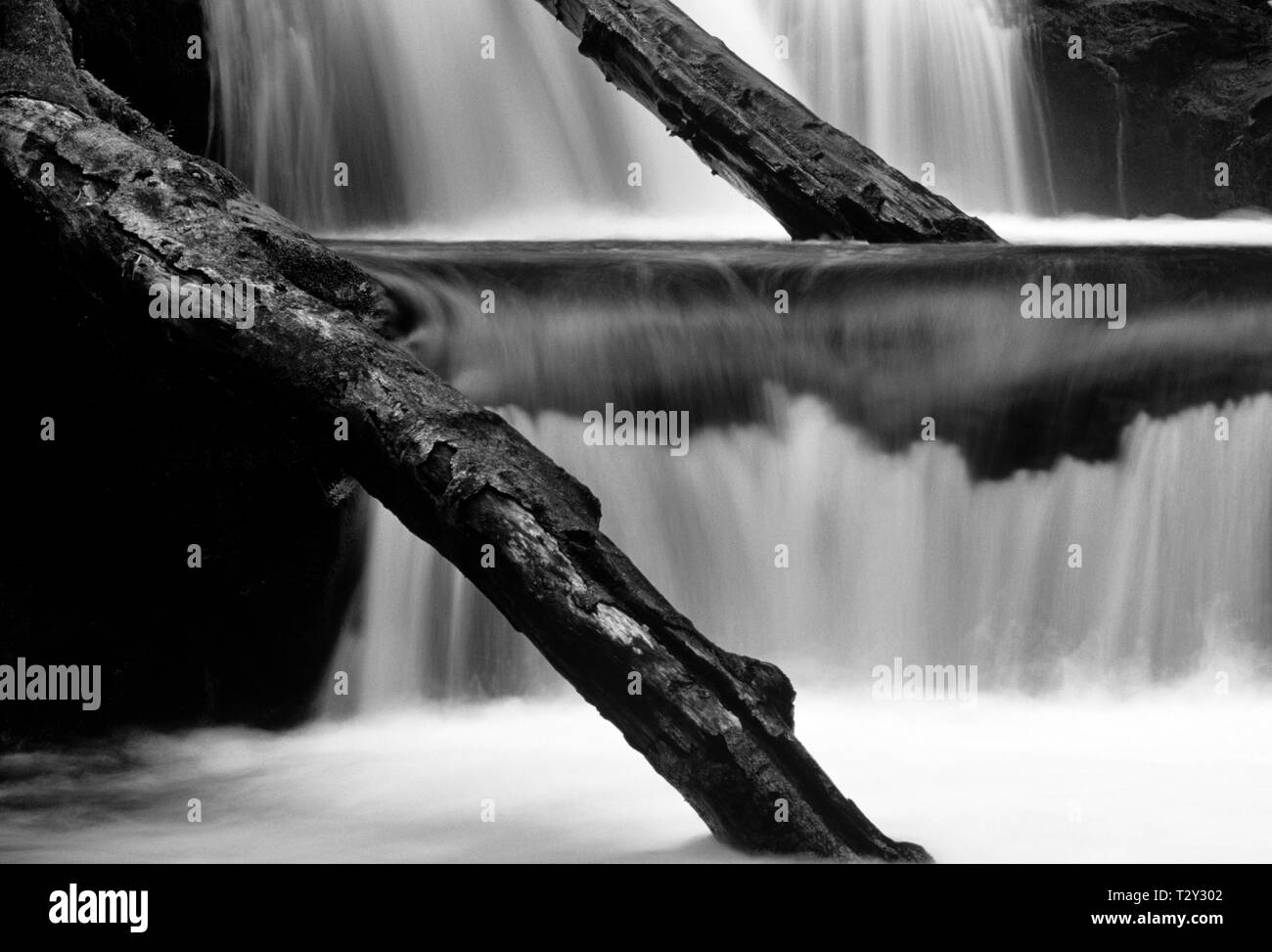 Sweet Creek Falls Trail jusqu'à proximité d'une des chutes d'eau le long du sentier est de Florence Oregon State USA Banque D'Images