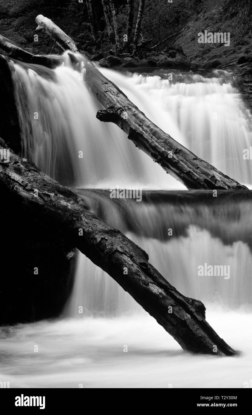 Sweet Creek Falls Trail jusqu'à proximité d'une des chutes d'eau le long du sentier est de Florence Oregon State USA Banque D'Images