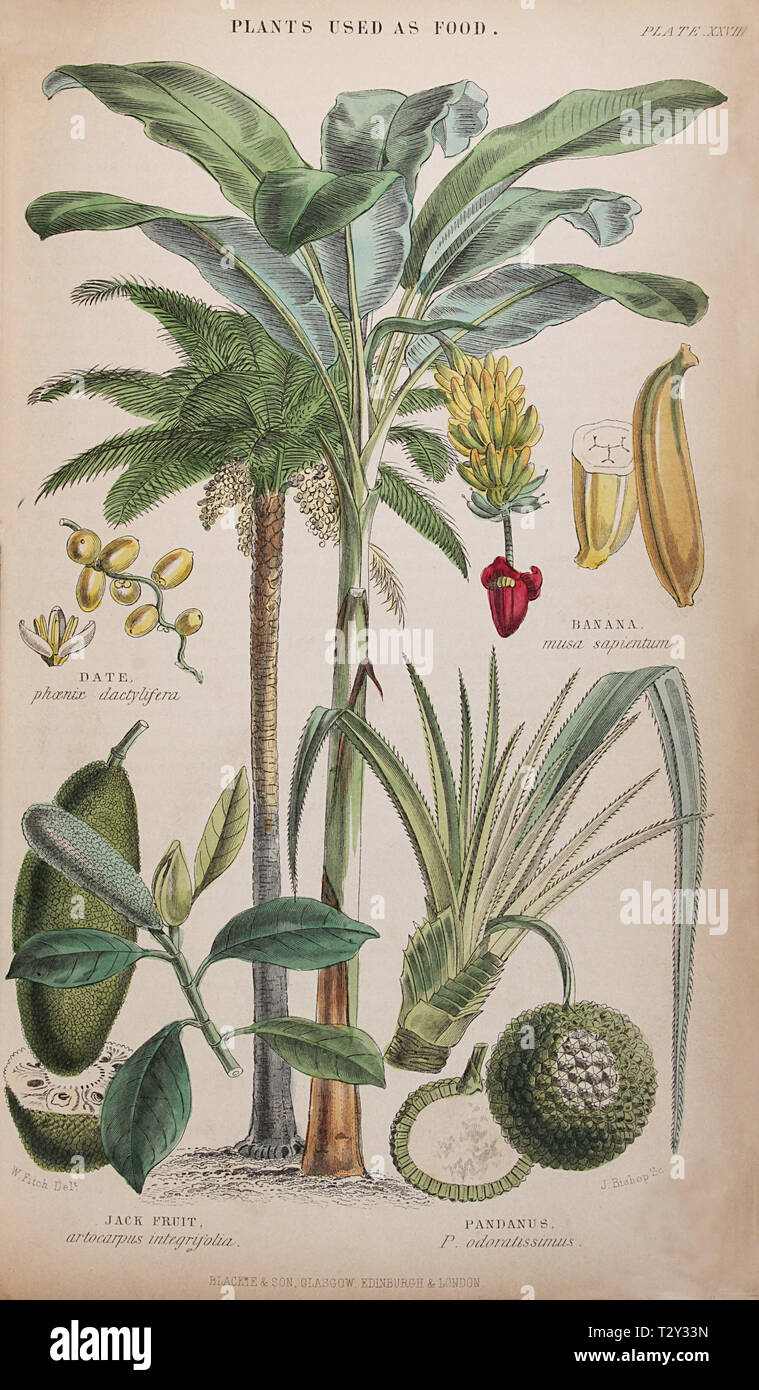 Intitulée 'Plaque Plantes utilisées comme nourriture", de William "Rhind le règne végétal, 1860 Banque D'Images