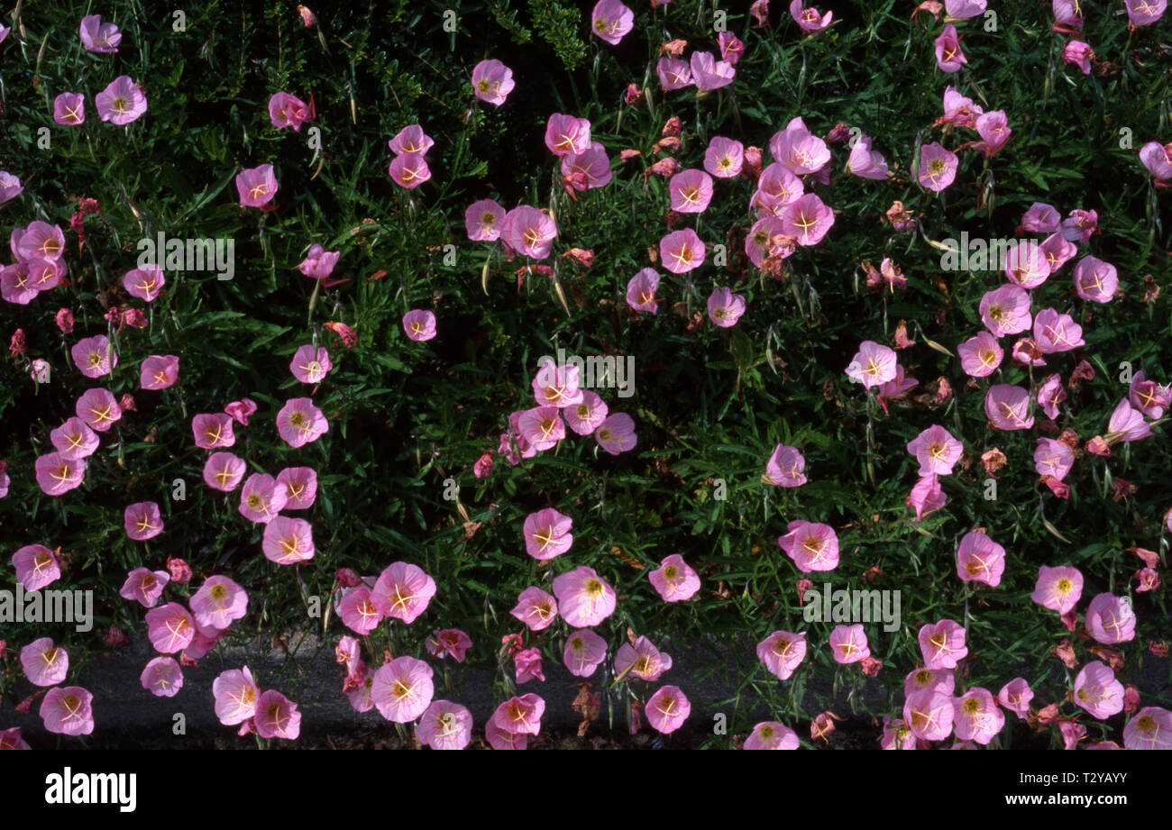 L'onagre (Oenothera speciosa 'Rosea') Banque D'Images