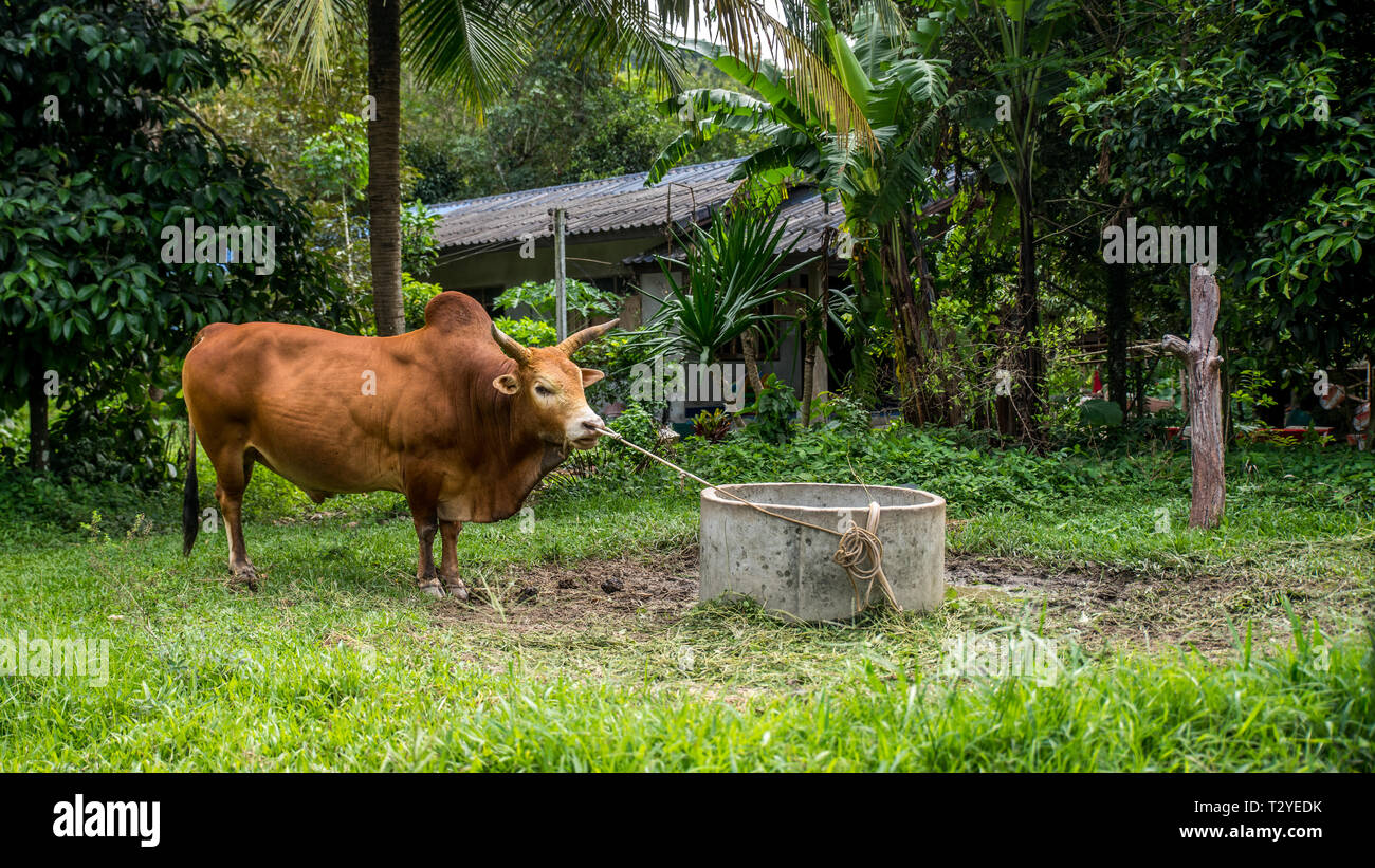 Bull ligoté en champ avec la corde dans le nez c'est en forêt tropicale à Kiriwong Banque D'Images