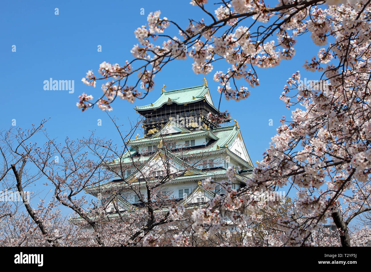 Le Château d'Osaka vu à travers les branches de cerisiers en fleurs pendant la saison des cerisiers en fleur, Osaka, Japon Banque D'Images