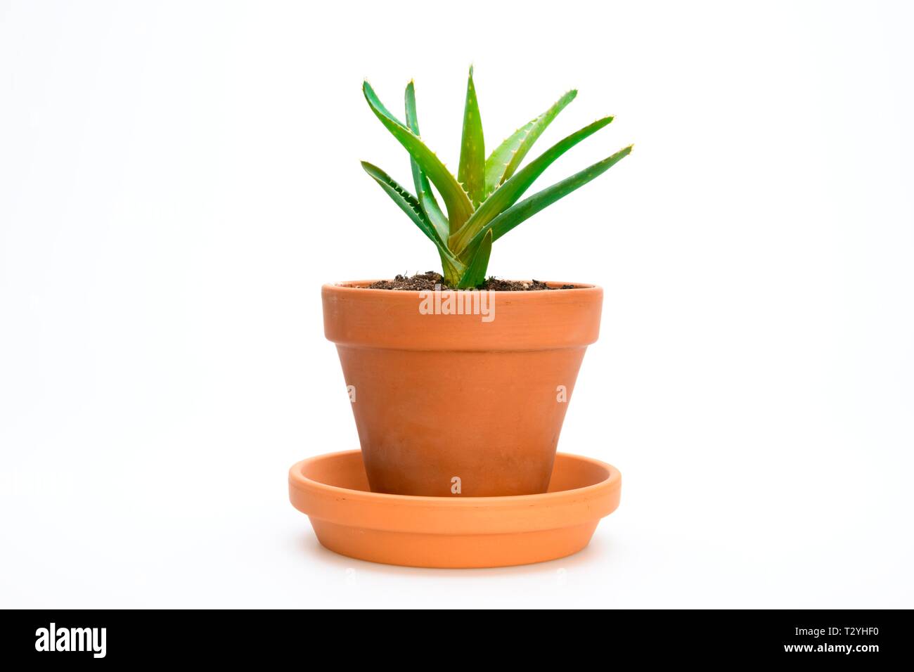 L'aloès (Aloe vera), découpe d'Allemagne Banque D'Images