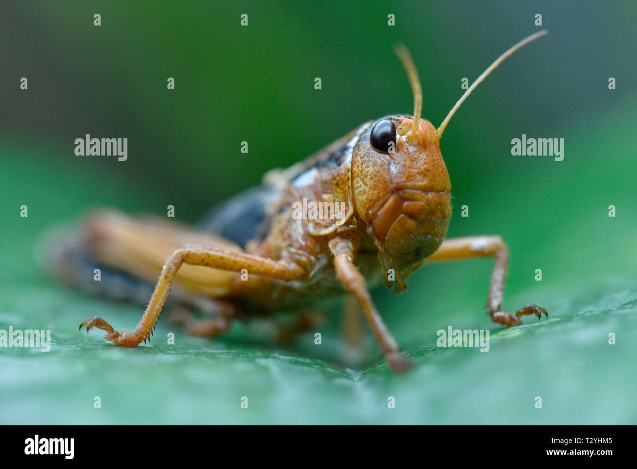 Criquet migrateur (Locusta migratoria), Allemagne Banque D'Images