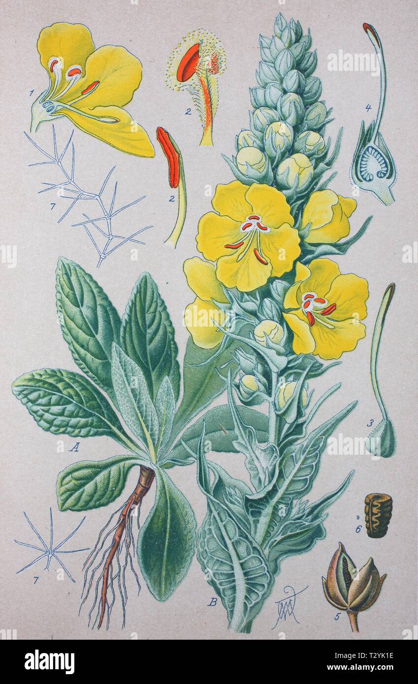 Grande molène (Verbascum thapsus), illustration historique de 1885, Allemagne Banque D'Images