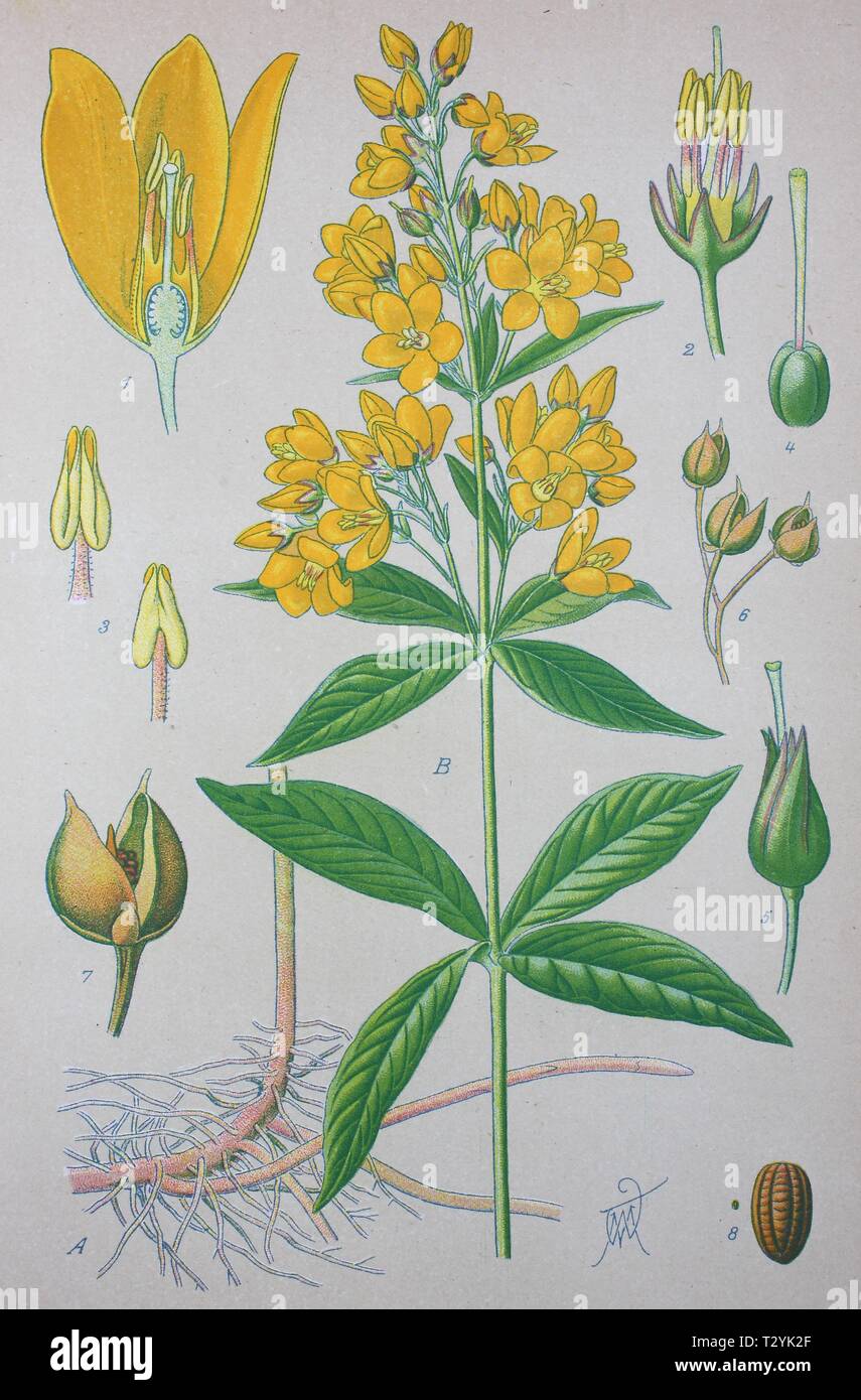 La salicaire pourpre jaune (Lysimachia vulgaris), illustration historique de 1885, Allemagne Banque D'Images