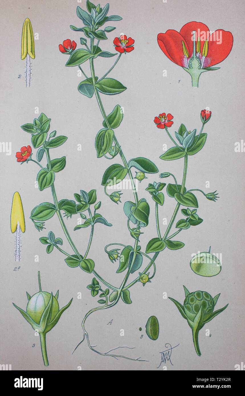 Mouron rouge (Anagallis arvensis), illustration historique de 1885, Allemagne Banque D'Images