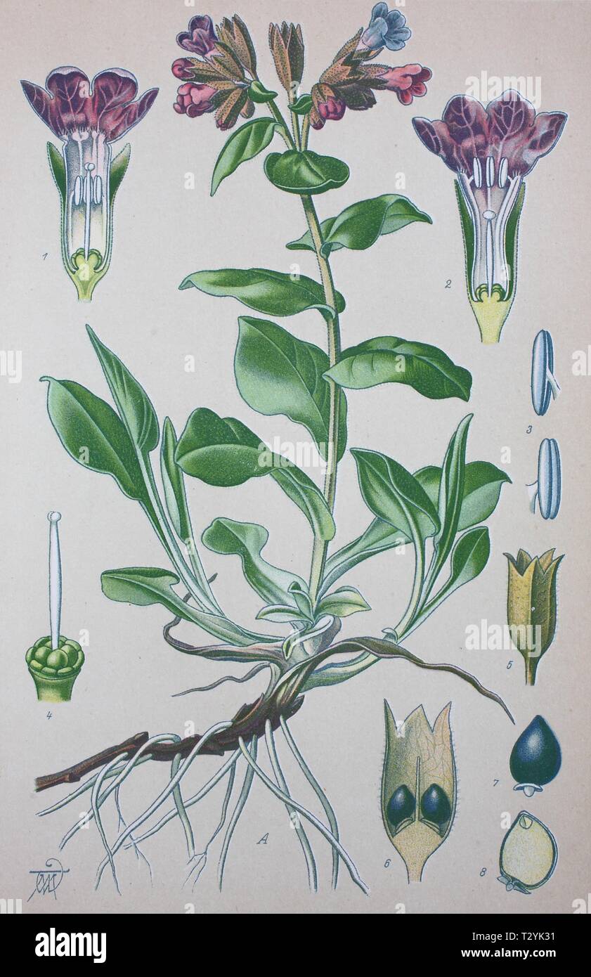 Pulmonaire officinale (Pulmonaria officinalis commune), illustration historique de 1885, Allemagne Banque D'Images