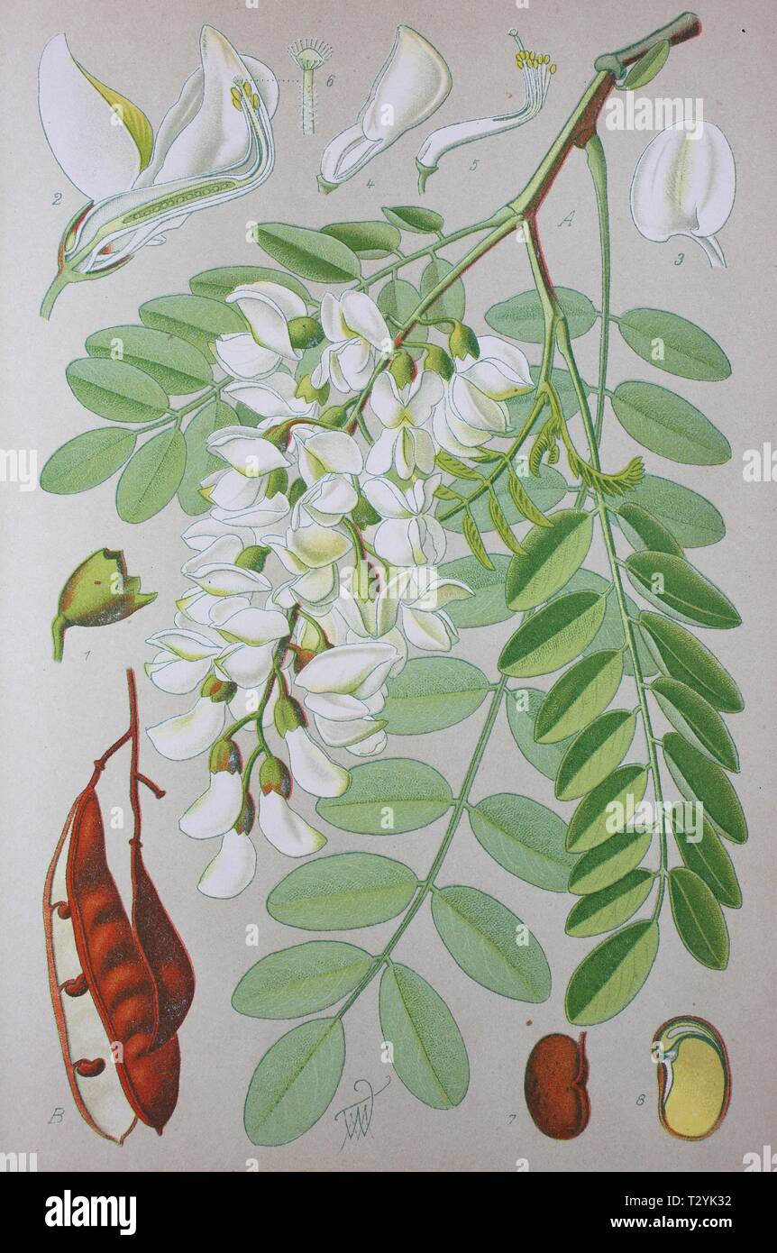 Le robinier (Robinia pseudoacacia), illustration historique de 1885, Allemagne Banque D'Images