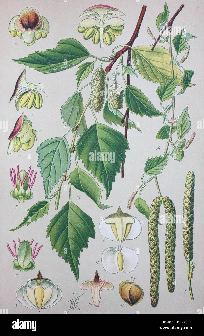 Bouleau pubescent (Betula pubescens), illustration historique de 1885, Allemagne Banque D'Images