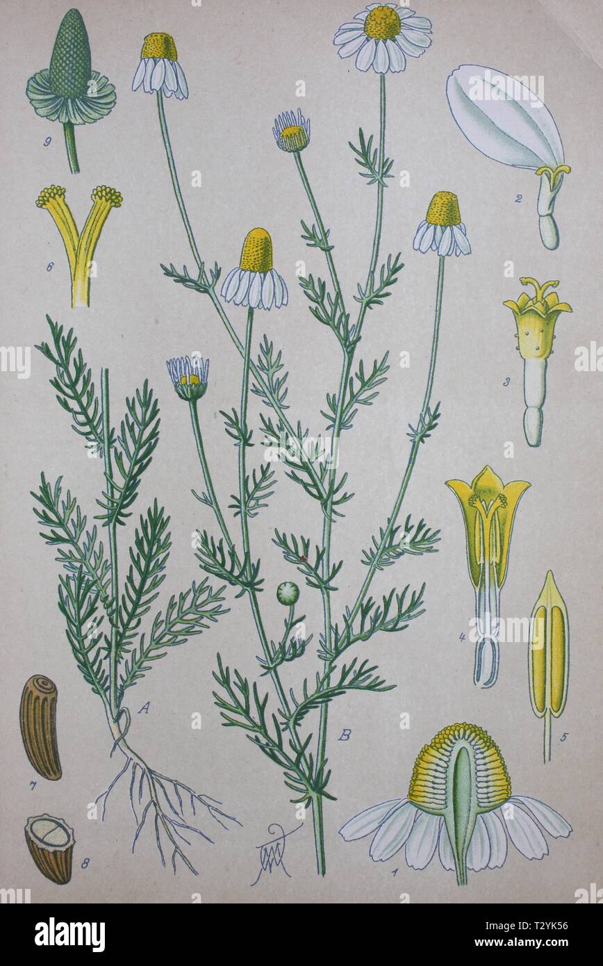 La camomille allemande (Matricaria chamomilla), illustration historique de 1885, Allemagne Banque D'Images