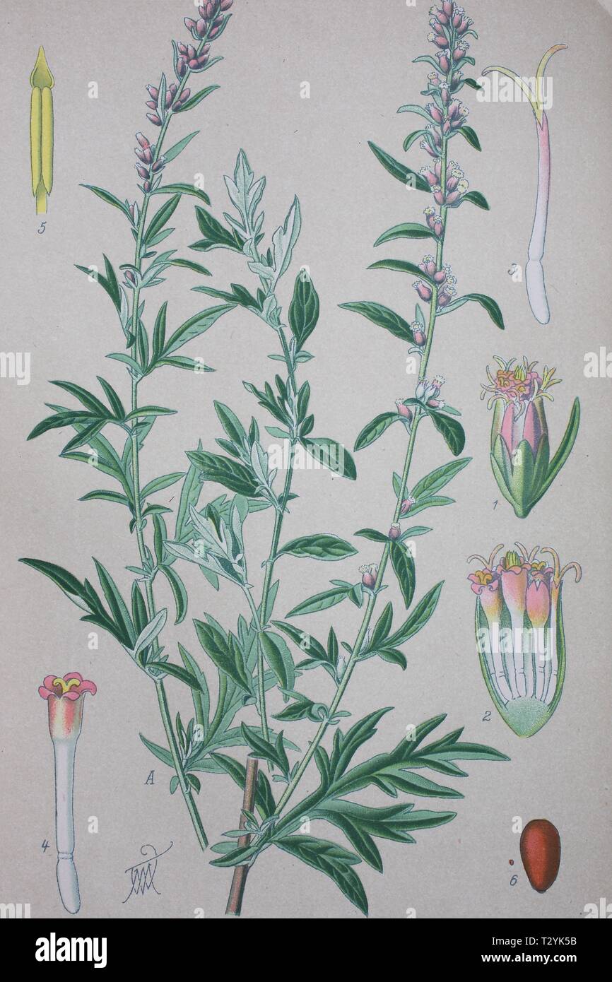 Politique commune de l'armoise (Artemisia vulgaris), illustration historique de 1885, Allemagne Banque D'Images