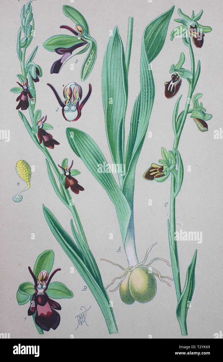 L'orchidée Ophrys insectifera (Fly), illustration historique de 1885, Allemagne Banque D'Images