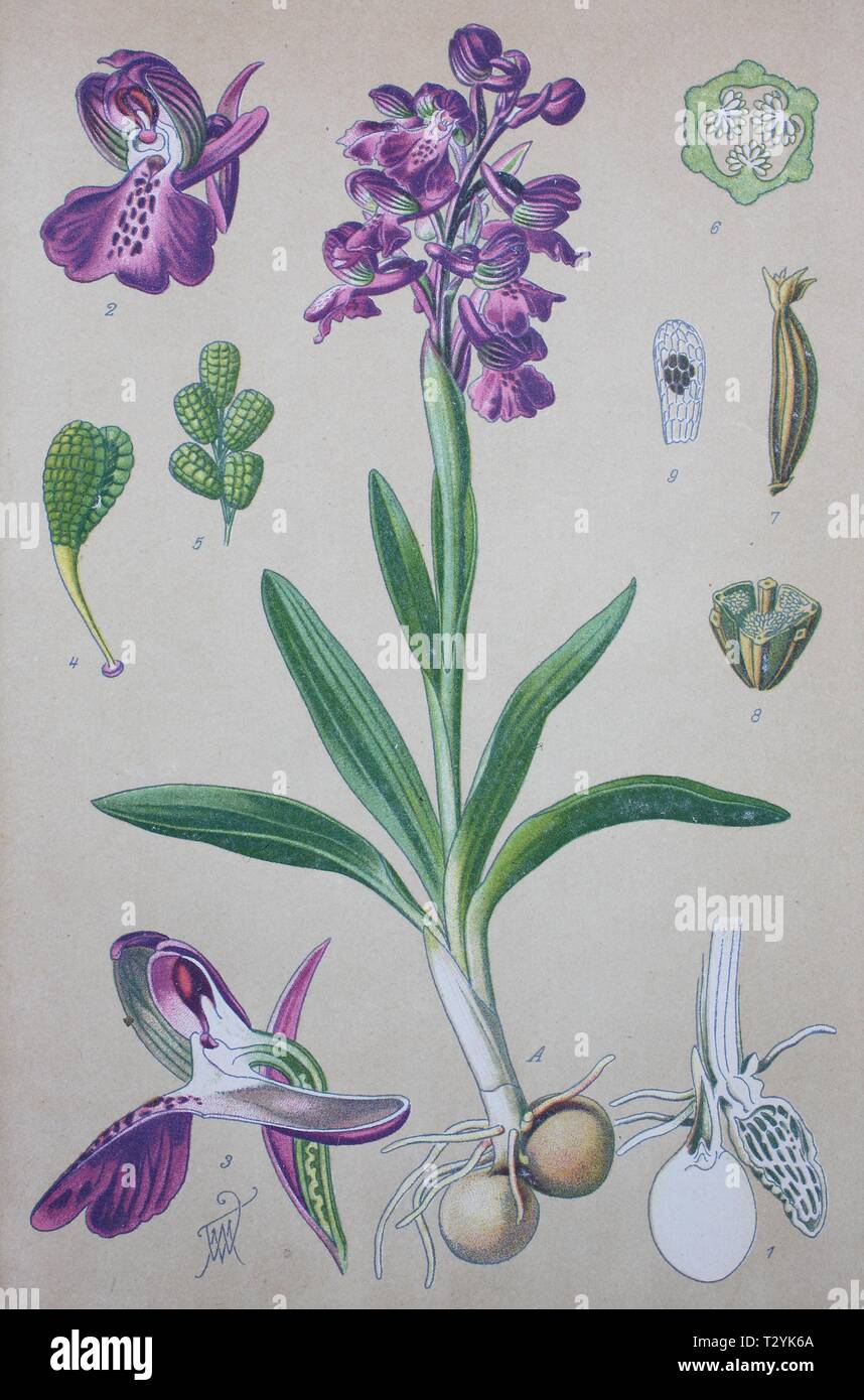 Green-winged orchid (Anacamptis morio), illustration historique de 1885, Allemagne Banque D'Images