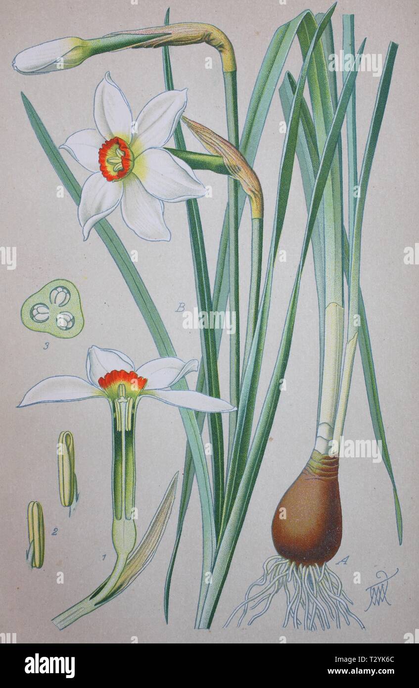 La jonquille de poète (Narcissus poeticus), illustration historique de 1885, Allemagne Banque D'Images