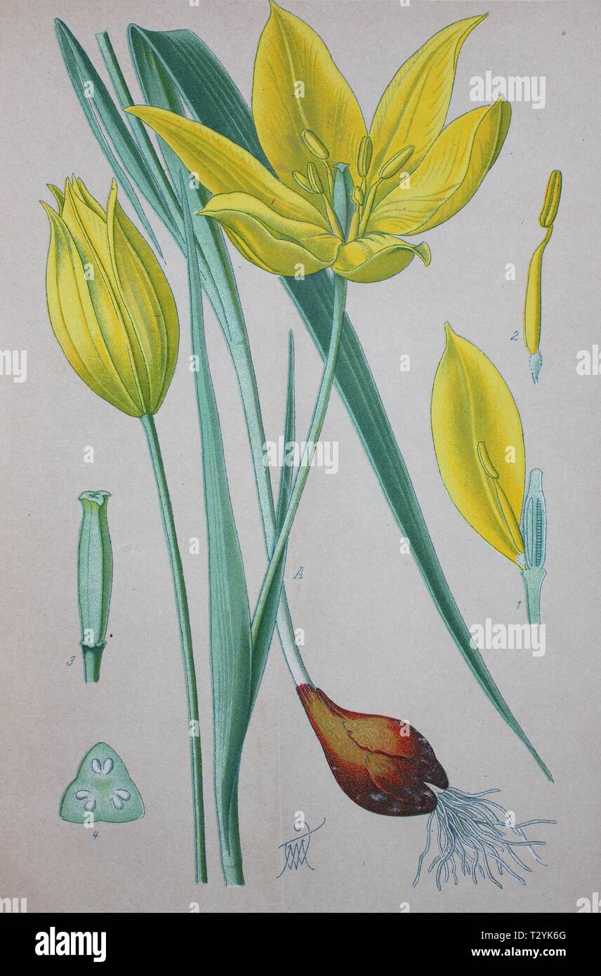 Tulipe sauvage (Tulipa sylvestris), illustration historique de 1885, Allemagne Banque D'Images