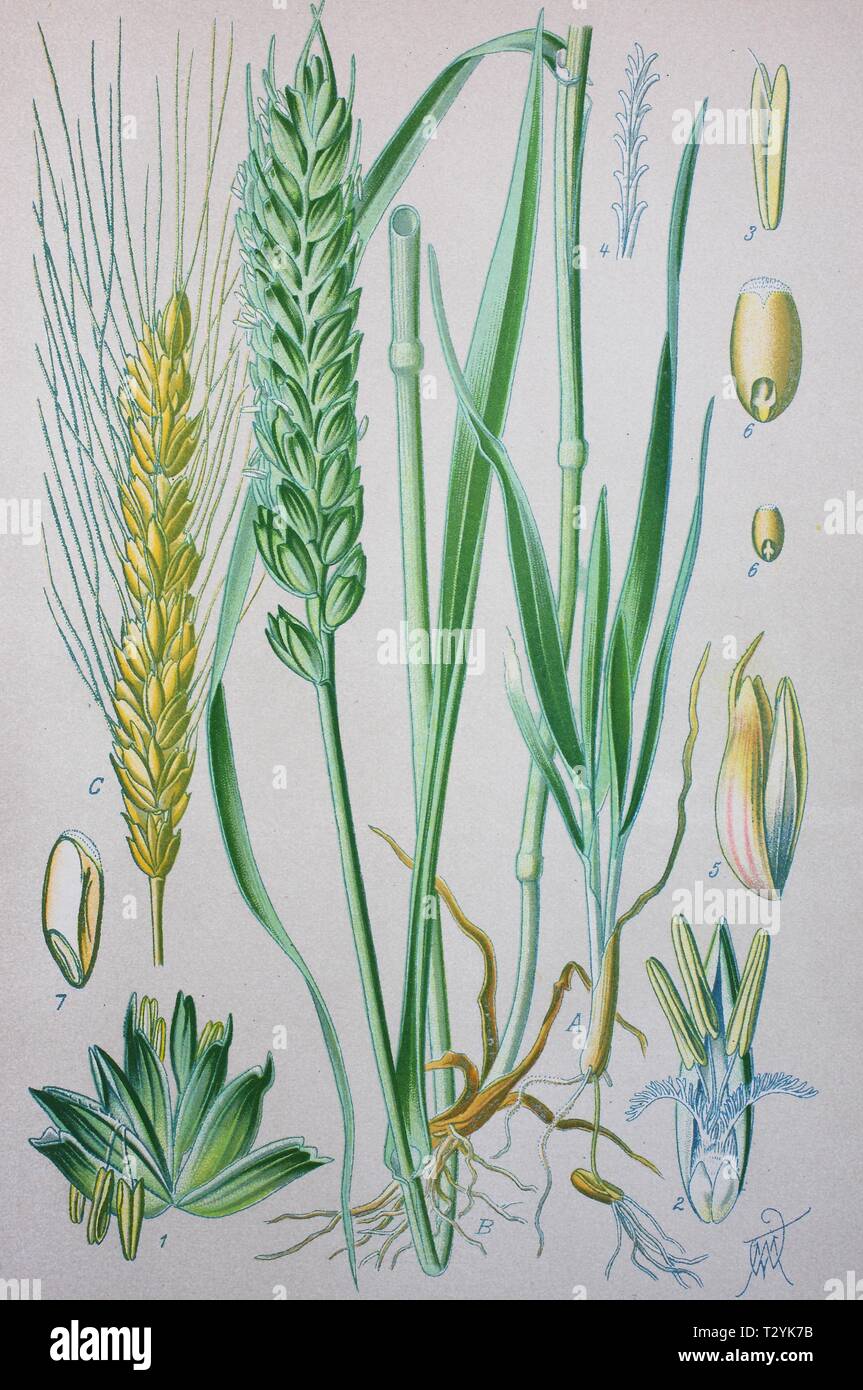 Le blé tendre (Triticum aestivum), illustration historique de 1885, Allemagne Banque D'Images